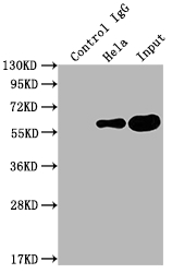 CSB-RA632595A0HU-IP