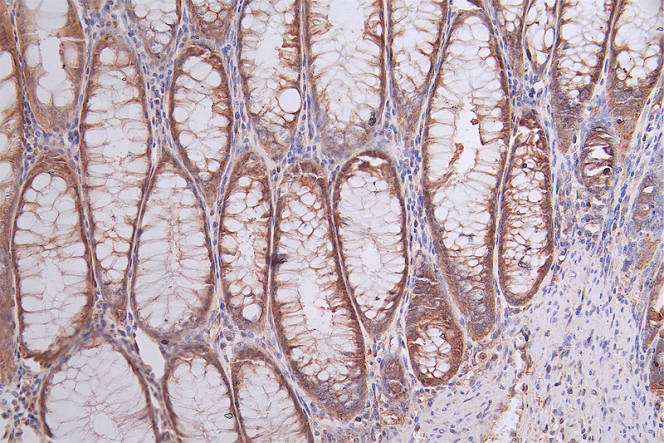 HSP90AB1 Recombinant Monoclonal Antibody - image 2