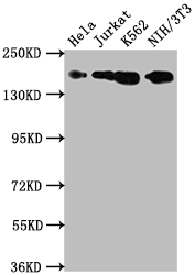 CSB-RA696677A0HU WB