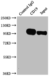 CD19 Recombinant Monoclonal Antibody - image 3