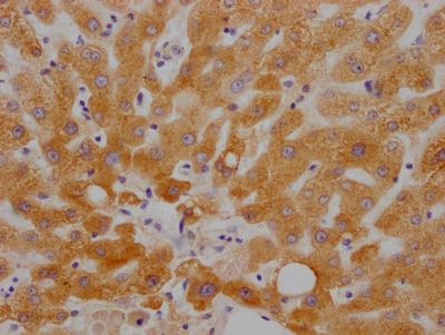 CSB-RA784971A0HU IHC