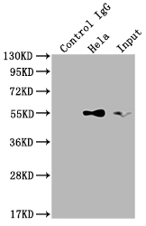 Immunoprecipitating TRAF2 in Hela whole cell lysate Lane 1: Rabbit control IgG instead of CSB-RA786226A0HU in Hela whole cell lysate. For western blotting,a HRP-conjugated Protein G antibody was used as the secondary antibody (1/2000) Lane 2: CSB-RA786226A0HU(2microg)+ Hela whole cell lysate(500microg) Lane 3: Hela whole cell lysate (10microg)