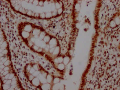 CSB-RA792129A0HU IHC-2