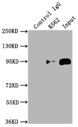 CSB-RA792129A0HU IP