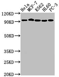 CSB-RA792129A0HU WB