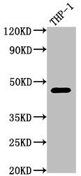 WB application of CD39 Recombinant Antibody