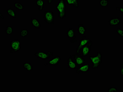 CDC5L Recombinant Monoclonal Antibody - image 4