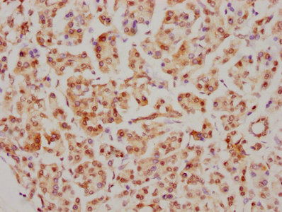 CDC5L Recombinant Monoclonal Antibody - image 3