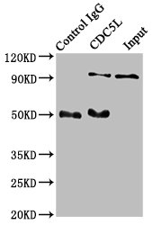 CDC5L Recombinant Monoclonal Antibody - image 5