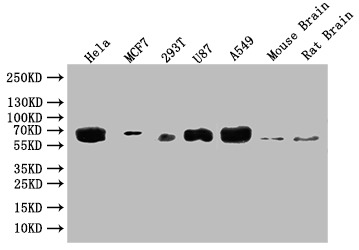 CSB-RA869334A0HU-WB