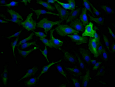 DNM2 Recombinant Monoclonal Antibody - image 2