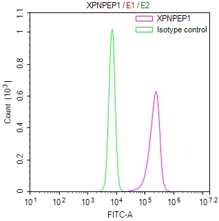 XPNPEP1 Recombinant Monoclonal Antibody - image 2
