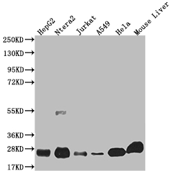 Western Blot Positive WB detected in: HepG2 whole cell lysate, Ntera-2 whole cell lysate, Jurkat whole cell lysate, A549 whole cell lysate, Hela whole cell lysate, Mouse liver tissue All lanes: NQO2 antibody at 1:2000 Secondary Goat polyclonal to rabbit IgG at 1/50000 dilution Predicted band size: 26 kDa Observed band size: 26 kDa Western Blot Positive WB detected in: HepG2 whole cell lysate, Ntera-2 whole cell lysate, Jurkat whole cell lysate, A549 whole cell lysate, Hela whole cell lysate, Mouse liver tissue All lanes: NQO2 antibody at 1:2000 Secondary Goat polyclonal to rabbit IgG at 1/50000 dilution Predicted band size: 26 kDa Observed band size: 26 kDa