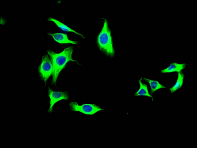 Immunofluorescence staining of HepG2 Cells with CSB-RA907007A0HU at 1:50, counter-stained with DAPI. The cells were fixed in 4% formaldehyde, permeated by 0.2% TritonX-100, and blocked in 10% normal Goat Serum. The cells were then incubated with the antibody overnight at 4°C. Nuclear DNA was labeled in blue with DAPI. The secondary antibody was FITC-conjugated AffiniPure Goat Anti-Rabbit IgG (H+L).