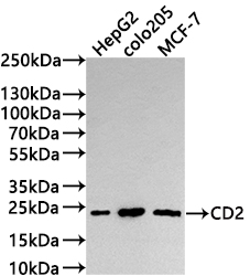 CSB-RA911142A0HU