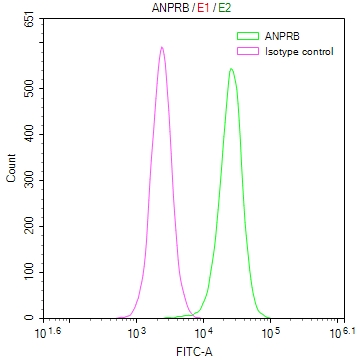 NPR2 Recombinant Monoclonal Antibody - image 3
