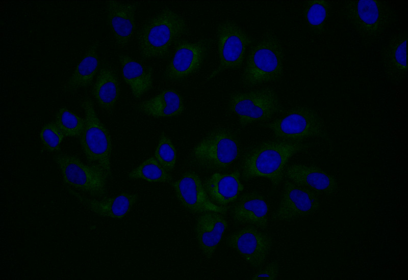 NPR2 Recombinant Monoclonal Antibody - image 2