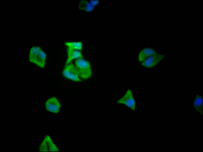Immunofluorescence staining of Hela Cells with CSB-RA932542A0HU at 1:50, counter-stained with DAPI. The cells were fixed in 4% formaldehyde, permeated by 0.2% TritonX-100, and blocked in 10% normal Goat Serum. The cells were then incubated with the antibody overnight at 4°C. Nuclear DNA was labeled in blue with DAPI. The secondary antibody was FITC-conjugated AffiniPure Goat Anti-Rabbit IgG (H+L).
