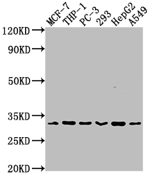 Western Blot Positive WB detected in: MCF-7 whole cell lysate, THP-1 whole cell lysate, PC-3 whole cell lysate, 293 whole cell lysate, HepG2 whole cell lysate, A549 whole cell lysate All lanes: CD8A antibody at 1:2000 Secondary Goat polyclonal to rabbit IgG at 1/50000 dilution Predicted band size: 26, 22, 31 kDa Observed band size: 31 kDa Western Blot Positive WB detected in: MCF-7 whole cell lysate, THP-1 whole cell lysate, PC-3 whole cell lysate, 293 whole cell lysate, HepG2 whole cell lysate, A549 whole cell lysate All lanes: CD8A antibody at 1:2000 Secondary Goat polyclonal to rabbit IgG at 1/50000 dilution Predicted band size: 26, 22, 31 kDa Observed band size: 31 kDa