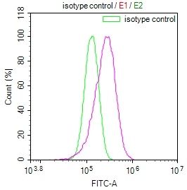 Overlay Peak curve showing HepG2 cells stained with CSB-RA936419A0HU (red line) at 1:100. The cells were fixed in 4% formaldehyde and permeated by 0.2% TritonX-100. Then 10% normal goat serum to block non-specific protein-protein interactions followed by the antibody (1ug/1*106cells) for 45min at 4°C. The secondary antibody used was FITC-conjugated Goat Anti-rabbit IgG(H+L) at 1:200 dilution for 35min at 4°C.Control antibody (green line) was rabbit IgG (1ug/1*106cells) used under the same conditions. Acquisition of >10,000 events was performed.