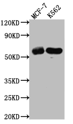 CSB-RA949799A0HU