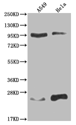 CSB-RA958367A0HU