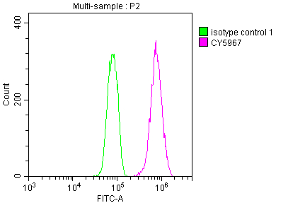 Overlay histogram showing Hela cells stained with CSB-RA964136A0HU (red line) at 1:50. The cells were fixed with 70% Ethylalcohol (18h) and then incubated in 10% normal goat serum to block non-specific protein-protein interactions followedby the antibody (1microg/1*106 cells) for 1 h at 4°C.The secondary antibody used was FITC-conjugated goat anti-rabbit IgG (H+L) at 1/200 dilution for 30min at 4°C. Control antibody (green line) was Rabbit IgG (1microg/1*106 cells) used under the same conditions. Acquisition of >10,000 events was performed.