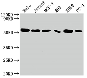 Western Blot Positive WB detected in: Hela whole cell lysate, Jurkat whole cell lysate, MCF-7 whole cell lysate, 293 whole cell lysate, K562 whole cell lysate, PC-3 whole cell lysate All lanes: CDC37 antibody at 1:2000 Secondary Goat polyclonal to rabbit IgG at 1/50000 dilution Predicted band size: 45 kDa Observed band size: 50 kDa