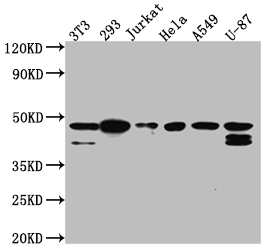 Western Blot Positive WB detected in: NIH/3T3 whole cell lysate, 293 whole cell lysate, Jurkat whole cell lysate, Hela whole cell lysate, A549 whole cell lysate, U-87 whole cell lysate All lanes: CKII alpha antibody at 1:1000 Secondary Goat polyclonal to rabbit IgG at 1/50000 dilution Predicted band size: 46, 30 kDa Observed band size: 45 kDa Western Blot Positive WB detected in: NIH/3T3 whole cell lysate, 293 whole cell lysate, Jurkat whole cell lysate, Hela whole cell lysate, A549 whole cell lysate, U-87 whole cell lysate All lanes: CKII alpha antibody at 1:1000 Secondary Goat polyclonal to rabbit IgG at 1/50000 dilution Predicted band size: 46, 30 kDa Observed band size: 45 kDa