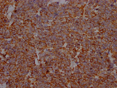 CSB-RA977797A0HU IHC