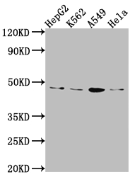 CSB-RA977797A0HU WB