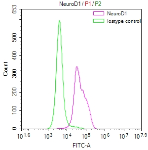 NEUROD1 Recombinant Monoclonal Antibody - image 2