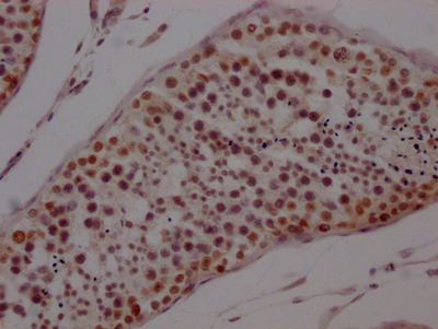 IHC image of CSB-RA987652A0HU diluted at 1:100 and staining in paraffin-embedded human testis tissue performed on a Leica BondTM system. After dewaxing and hydration, antigen retrieval was mediated by high pressure in a citrate buffer (pH 6.0). Section was blocked with 10% normal goat serum 30min at RT. Then primary antibody (1% BSA) was incubated at 4°C overnight. The primary is detected by a Goat anti-rabbit IgG polymer labeled by HRP and visualized using 0.05% DAB.