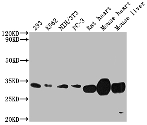 Western Blot Positive WB detected in: 293 whole cell lysate, K562 whole cell lysate, NIH/3T3 whole cell lysate, PC-3 whole cell lysate, Rat heart tissue, Mouse heart tissue, Mouse liver tissue All lanes: SDHB antibody at 1:2000 Secondary Goat polyclonal to rabbit IgG at 1/50000 dilution Predicted band size: 32 kDa Observed band size: 32 kDa Western Blot Positive WB detected in: 293 whole cell lysate, K562 whole cell lysate, NIH/3T3 whole cell lysate, PC-3 whole cell lysate, Rat heart tissue, Mouse heart tissue, Mouse liver tissue All lanes: SDHB antibody at 1:2000 Secondary Goat polyclonal to rabbit IgG at 1/50000 dilution Predicted band size: 32 kDa Observed band size: 32 kDa