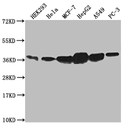 Western Blot Positive WB detected in: HEK293 whole cell lysate, Hela whole cell lysate, MCF-7 whole cell lysate, HepG2 whole cell lysate, A549 whole cell lysate, PC3 whole cell lysate All lanes: ANXA2 antibody at 1:1000 Secondary Goat polyclonal to rabbit IgG at 1/50000 dilution Predicted band size: 39, 41 kDa Observed band size: 36-45 kDa Western Blot Positive WB detected in: HEK293 whole cell lysate, Hela whole cell lysate, MCF-7 whole cell lysate, HepG2 whole cell lysate, A549 whole cell lysate, PC3 whole cell lysate All lanes: ANXA2 antibody at 1:1000 Secondary Goat polyclonal to rabbit IgG at 1/50000 dilution Predicted band size: 39, 41 kDa Observed band size: 36-45 kDa