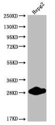 Western Blot Positive WB detected in: HepG2 whole cell lysate All lanes: CDX1 antibody at 1:2000 Secondary Goat polyclonal to rabbit IgG at 1/50000 dilution Predicted band size: 29, 15 kDa Observed band size: 25-30 kDa Western Blot Positive WB detected in: HepG2 whole cell lysate All lanes: CDX1 antibody at 1:2000 Secondary Goat polyclonal to rabbit IgG at 1/50000 dilution Predicted band size: 29, 15 kDa Observed band size: 25-30 kDa