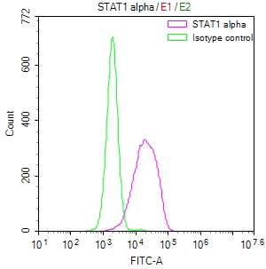 STAT1 Recombinant Monoclonal Antibody - image 3