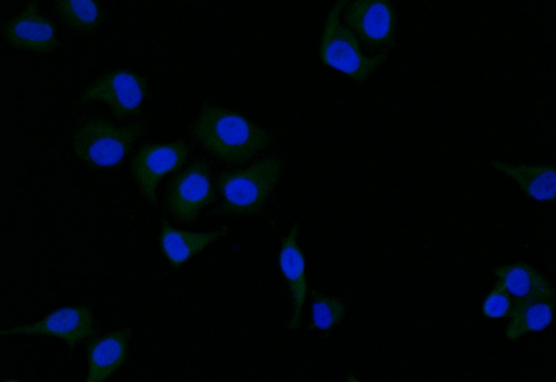 STAT1 Recombinant Monoclonal Antibody - image 2