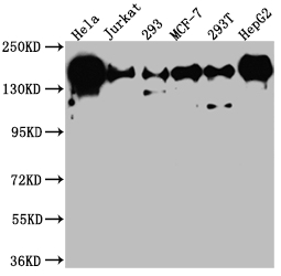 Western Blot Positive WB detected in: Hela whole cell lysate, Jurkat whole cell lysate, 293 whole cell lysate, MCF-7 whole cell lysate, 293T whole cell lysate, HepG2 whole cell lysate All lanes: PELP1 antibody at 1:1000 Secondary Goat polyclonal to rabbit IgG at 1/50000 dilution Predicted band size: 120 kDa Observed band size: 160 kDa Western Blot Positive WB detected in: Hela whole cell lysate, Jurkat whole cell lysate, 293 whole cell lysate, MCF-7 whole cell lysate, 293T whole cell lysate, HepG2 whole cell lysate All lanes: PELP1 antibody at 1:1000 Secondary Goat polyclonal to rabbit IgG at 1/50000 dilution Predicted band size: 120 kDa Observed band size: 160 kDa