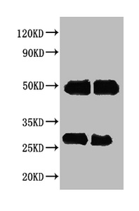 Western blot All lanes : Human IgG antibody at 2ug/ml Lane 1 : Human IgG protein 70ng Lane 2 : Human IgG protein 50ng Secondary Goat polyclonal to Rabbit IgG at 1/50000 dilution Western blot All lanes : Human IgG antibody at 2ug/ml Lane 1 : Human IgG protein 70ng Lane 2 : Human IgG protein 50ng Secondary Goat polyclonal to Rabbit IgG at 1/50000 dilution