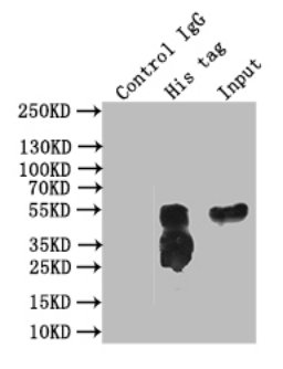 Immunoprecipitating His in 293 whole cell lysate transfected with His Lane 1: control IgG instead of 2F4B5 in 293 whole cell lysate transfected with His. Lane 2: 2F4B5 antibody(2microg) + 293 whole cell lysate transfected with His (500microg) Lane 3: 293 whole cell lysate transfected with His (5microg) For western blotting, the blot was detected with 2F4B5 antibody at 1:10000, and a HRP-conjugated Protein G antibody was used as the secondary antibody at 1:50000