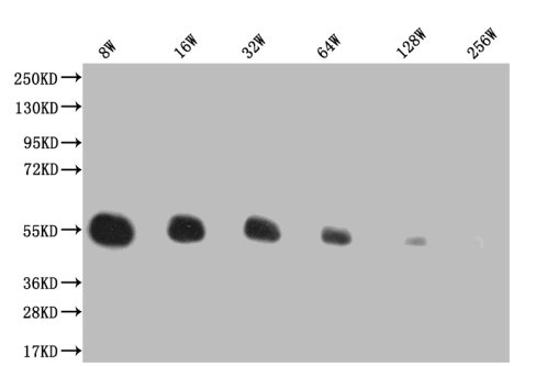 Western Blot Positive WB detected in: 200ng recombinant protein with His tag His antibody at 1:8w, 1:16w, 1:32w, 1:64w, 1:128w, 1:256w Secondary Goat polyclonal to mouse IgG at 1/50000 dilution Predicted band size: 43.4 KDa Observed band size: 43.4 KDa Exposure time : 5min