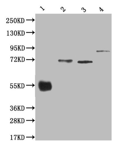 Western Blot Positive WB detected in:200ng of four Recombinant protein with his tag All lanes: His antibody at 1:5000 Secondary Goat polyclonal to mouse IgG at 1/50000 dilution Predicted band size: 43.4, 62.5,56,80.6 KDa Observed band size:43.4, 66, 57 ,90 KDa Exposure time : 5min