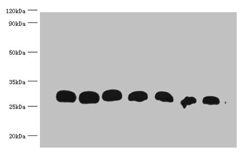 All lanes : Recombinant GST Protein at 30ng/ml Line 1:Mouse Anti-GST monoclonal antibody at 1:1000 Line2:Mouse Anti-GST monoclonal antibody at 1:2000 Line3:Mouse Anti-GST monoclonal antibody at 1:5000 Line4:Mouse Anti-GST monoclonal antibody at 1:10000 Line5:Mouse Anti-GST monoclonal antibody at 1:20000 Line6:Mouse Anti-GST monoclonal antibody at 1:40000 Line7:Mouse Anti-GST monoclonal antibody at 1:80000 Predicted band size : 28kd Observed band size : 30kd