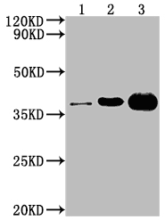 CSB-MA000071M0m Exosome kit 03