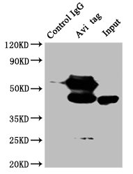 Immunoprecipitating Avi tag in 293F whole cell lysate transfected with avi tag Lane 1: Mouse control IgG instead of CSB-MA000101M0m in 293F whole cell lysate transfected with avi tag. Lane 2: CSB-MA000101M0m (1microg) + 293F whole cell lysate transfected with avi tag (500microg) Lane 3: 293F whole cell lysate transfected with avi tag(40microg) For western blotting, the blot was detected with CSB-MA000101M0m at 1:1000, and a HRP-conjugated Goat anti Mouse antibody was used as the secondary antibody at 1:50000