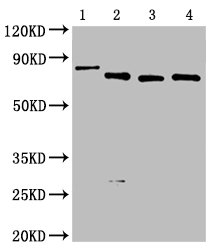 Western Blot Positive WB detected in: 50ng Recombinant protein with Avi tag from E.coli All lanes: Avi tag antibody at 1:2000 Secondary Goat polyclonal to mouse IgG at 1/50000 dilution Predicted band size: 81.2, 67, 66.9, 66.9 KDa Observed band size: 82, 67, 67, 67KDa Exposure time : 5min