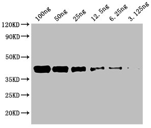 Western Blot Positive WB detected in: Recombinant protein from Mammalian cell with Avi tag from E.coli at 100ng, 50ng, 25ng, 12.5ng, 6.25ng, 3.125ng All lanes: Avi tag antibody at 1:1000 Secondary Goat polyclonal to mouse IgG at 1/50000 dilution Predicted band size: 40 KDa Observed band size: 40 KDa Exposure time : 1min