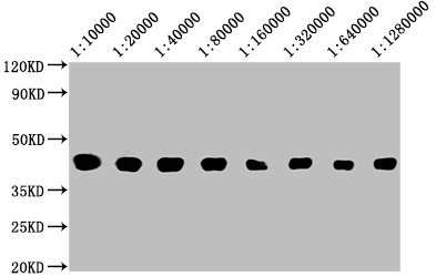 Western Blot Positive WB detected in: 50ng Recombinant protein with Avi tag from Mammalian cell Avi tag antibody at 1:100000, 1:200000, 1:400000, 1:800000, 1:1600000, 1:3200000, 1:6400000, 1:12800000 Secondary Goat polyclonal to mouse IgG at 1/50000 dilution Predicted band size: 40 KDa Observed band size: 40 KDa Exposure time : 5min