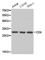 Western blot analysis of extracts of various cell lines, using CD9 antibody. Western blot analysis of extracts of various cell lines, using CD9 antibody.